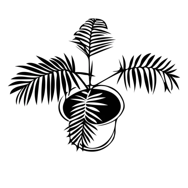 Черный контур руки рисунок векторной иллюстрации декоративной пальмы растения в кастрюле изолированы на белом фоне — стоковый вектор