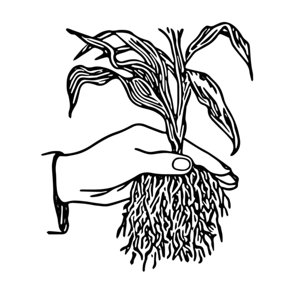 Schéma noir dessin à la main illustration vectorielle d'une plante décorative avec greffe de racines dans un pot isolé sur fond blanc — Image vectorielle