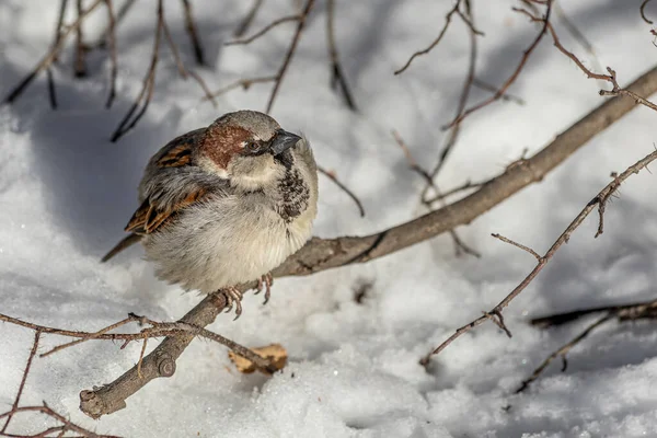 Ein Lustiger Grauer Und Brauner Sperling Sitzt Winter Auf Einem — Stockfoto