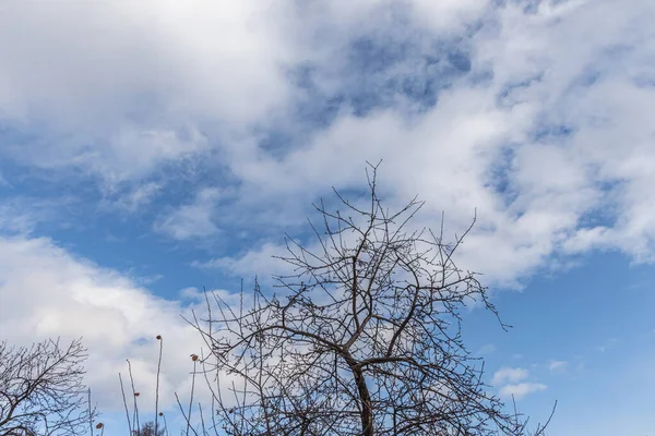 Filialer Vilda Äppelträd Parken Vintern Blå Himmel Bakgrund — Stockfoto