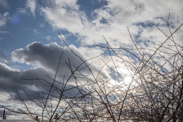 Takken van wilde appel boom in het park in de winter op een blauwe lucht achtergrond — Stockfoto