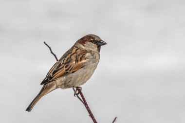 Eğlenceli bir gri ve kahverengi serçe, kışın bulanık bir arka planda, parkta bir dalda oturur.