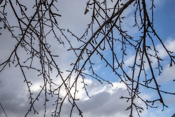 青い空を背景に冬の公園内の野生のリンゴの木の枝 — ストック写真