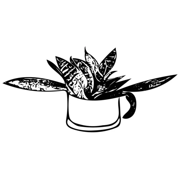 Eine Schwarze Umrisszeichnung Vektor Illustration Einer Dekorativen Pflanze Sansevieria Einem — Stockvektor