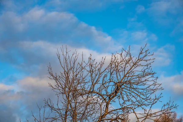 Ramos Macieira Selvagem Parque Inverno Fundo Azul Céu — Fotografia de Stock