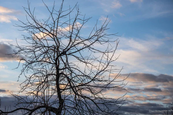 Les Branches Pommier Sauvage Dans Parc Hiver Sur Fond Bleu — Photo