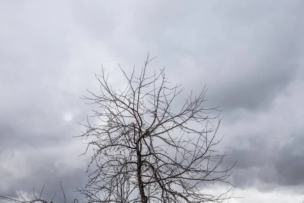 Rami Melo Selvatico Nel Parco Inverno Uno Sfondo Grigio Cielo — Foto Stock