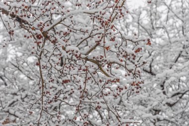 Beyaz pofuduk karla kaplı kahverengi elma dalları kış günündedir.