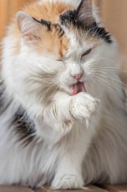 Güzel, tüylü, uzun saçlı, yeşil gözlü, pembe burunlu, uzun tüylü bir kedi kırmızı kaba diliyle patisini yalıyor. Dikey fotoğraf