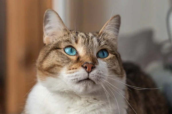 Bej Arka Planda Güzel Bir Yetişkin Genç Beyaz Kırmızı Kedi — Stok fotoğraf