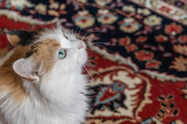 Ένα Πορτρέτο Ενός Όμορφου Ενήλικα Χνουδωτά Μακριά Μαλλιά Τρίχρωμη Γάτα — Φωτογραφία Αρχείου