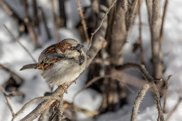 Ein Lustiger Grauer Und Brauner Sperling Sitzt Winter Auf Einem — Stockfoto