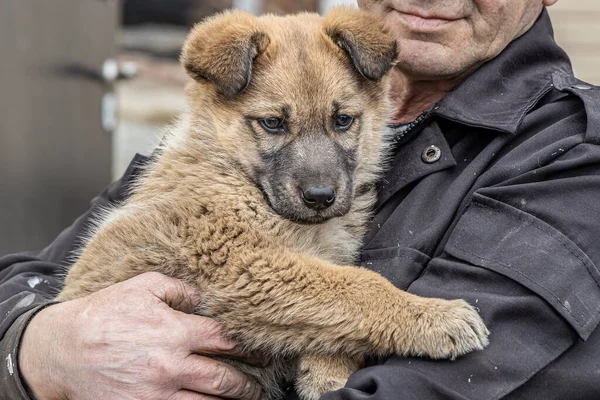 Bella Brillante Cucciolo Marrone Con Gli Occhi Scuri Tristi Naso — Foto Stock