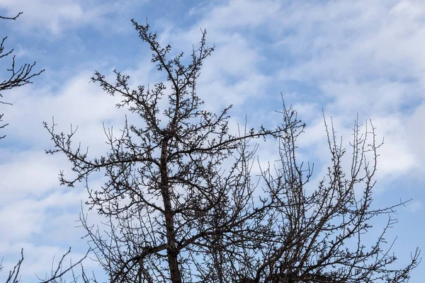 青い空を背景に冬の公園内の野生のリンゴの木の枝 — ストック写真