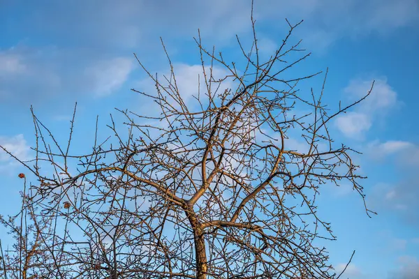 Les Branches Pommier Sauvage Dans Parc Hiver Sur Fond Bleu — Photo