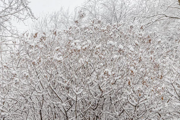 Bruine Esdoorn Takken Bedekt Met Witte Pluizige Sneeuw Zijn Winter — Stockfoto