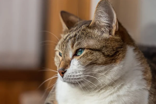 Bej Arka Planda Güzel Bir Yetişkin Genç Beyaz Kırmızı Kedi — Stok fotoğraf