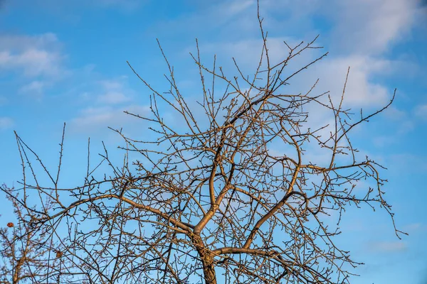 Takken Van Wilde Appel Boom Het Park Winter Een Blauwe — Stockfoto