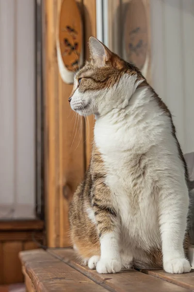 Bellissimo Adulto Giovane Gatto Bianco Rosso Sullo Sfondo Beige — Foto Stock