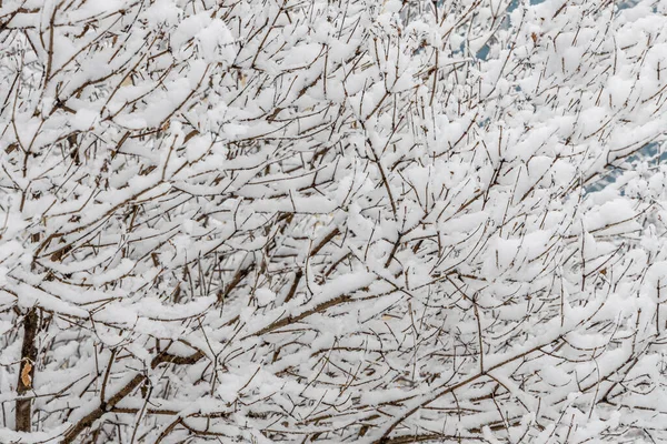 Bruine Esdoorn Takken Bedekt Met Witte Pluizige Sneeuw Zijn Winter — Stockfoto