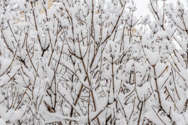 Kahverengi akçaağaç dalları kışın bembeyaz kar ile kaplıdır..
