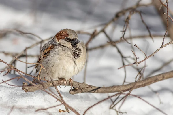 冬天的时候 一只灰色和棕色的麻雀坐在公园的树枝上 灰色的背景模糊不清 — 图库照片