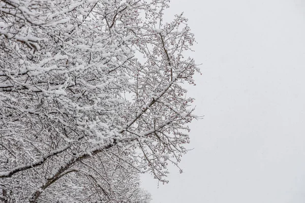 Beyaz pofuduk karla kaplı kahverengi elma dalları kış günündedir.