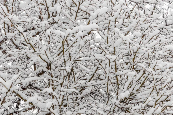 Ramos Árvore Maçã Silvestre Marrom Cobertos Com Neve Fofa Branca — Fotografia de Stock