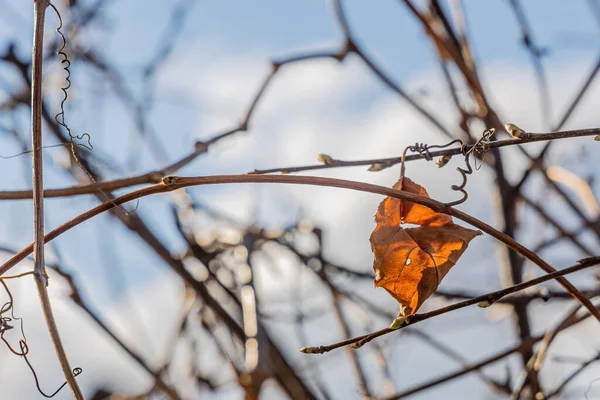 Ein Trockenes Orangefarbenes Blatt Mädchenhafter Trauben Steht Frühling Einem Park — Stockfoto