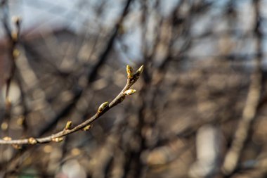 Yeşil tomurcuklu bir kuş kiraz dalı baharda bir parkta mavi bulanık bir arka planda.