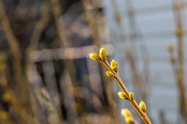Ramo Lilás Com Botões Verdes Frescos Está Fundo Desfocado Parque — Fotografia de Stock