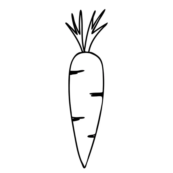 Ilustración del contorno vectorial de una zanahoria fresca negra sobre un fondo blanco — Archivo Imágenes Vectoriales