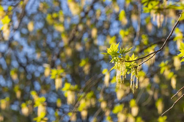 Twigs of blooming ash with young green leaves and buds in early spring in a park we see in the photo — Stock Photo, Image