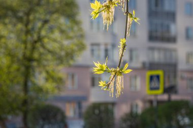 Genç yeşil yaprakları ve tomurcukları ile çiçek açan kül dalları. İlkbaharın başlarında, fotoğrafta gördüğümüz bir parkta.