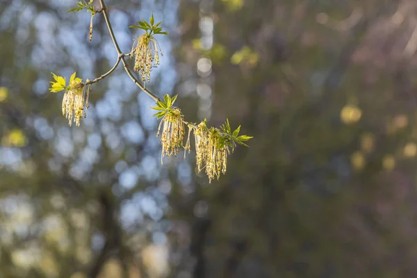 Galhos de cinzas florescentes com folhas e botões verdes jovens no início da primavera em um parque que vemos na foto — Fotografia de Stock