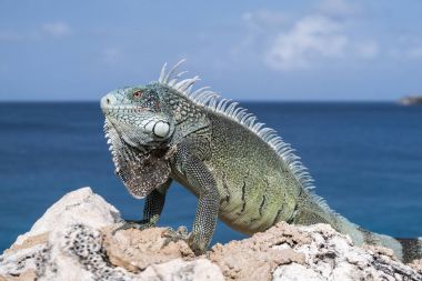 Buzlu mavi deniz ve gökyüzü arka plan üzerinde Karayip Iguana