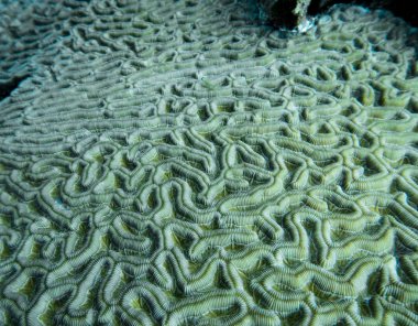 Giant brain corals (Colpophyllia natans) are animals with soft tube-shaped bodies that live together in large groups. Individual giant brain corals, called polyps, attach themselves to the ground and then grow hard shells around their bodies. What we