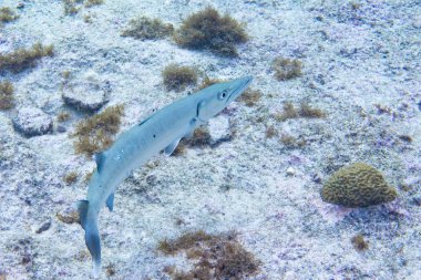Büyük barracuda (Sphyraena barracuda) olarak da bilinen dev barracuda türüdür yaygın barracuda subtropikal okyanusların dünya çapında bulundu. Ray kanatlı balık türüdür.