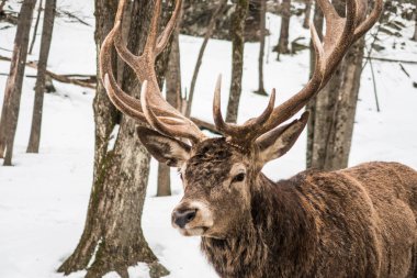 Bu Kanada karda, Quebec, Kanada ormanda yürüyüş yapıldı.