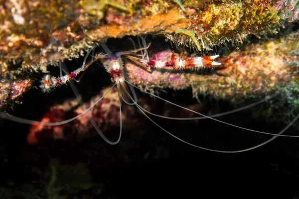 Stenopus 外人是一种虾样的虾蟹甲壳类 Infraorder Stenopodidea 常见的名称包括带状珊瑚虾和带状清洁虾 Stenopus 外人住在潮间带以下 水深可达210米 690 — 图库照片