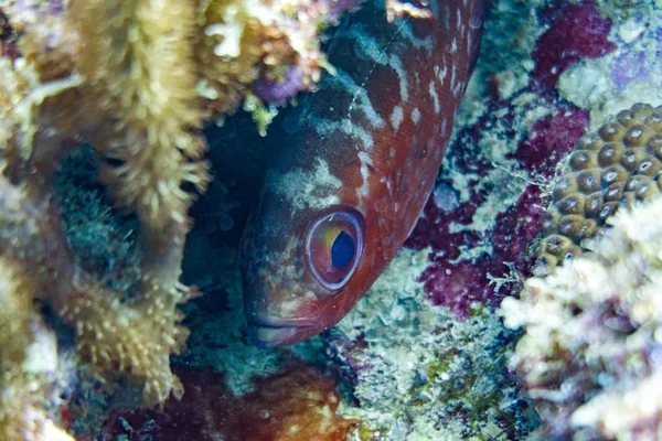 红大眼鱼藏在珊瑚礁的裂缝里 — 图库照片