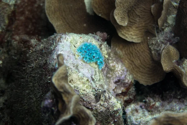 生菜海蛞蝓 艾丽西亚 Crispata 发现在藻类床上的浅礁面积高达15米 你可以很容易地识别这个海蛞蝓由于它的上地幔莴苣样的外观 Nudibranch 物种之一 — 图库照片