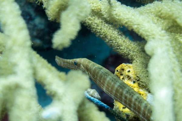 Trumpetfish Aulostomus 是一条长而丰满的鱼 嘴上翘着 它经常在尝试与垂直珊瑚混合时垂直游动 如海棒 海洋笔和管道海绵 — 图库照片