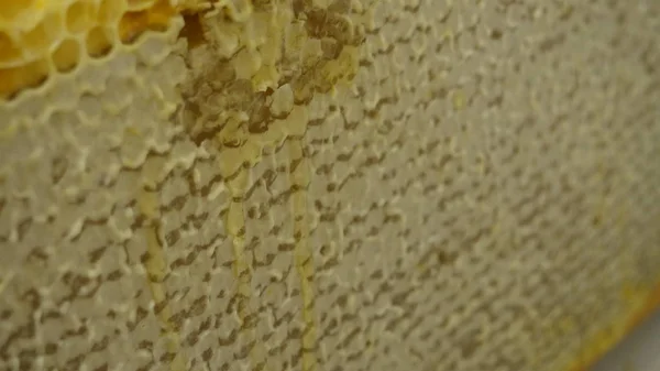 Закрытая Секция Пчелиного Улья Обнаружена Перед Уборкой Меда — стоковое фото