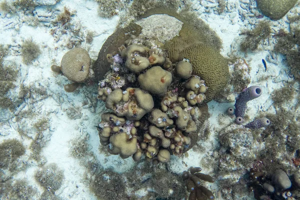 水下场景与珊瑚 巨型脑珊瑚 分支紫色花瓶海绵和圣诞树蠕虫 — 图库照片