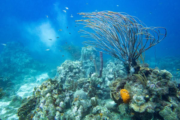 Coral Reef Landscape Branch Coral Sponges Fish Sediment Underwater — Stock Photo, Image
