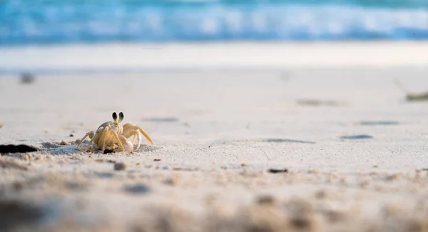 Klein Zand Krab Buiten Haar Gat Gaat Terwijl Zon Going — Stockfoto