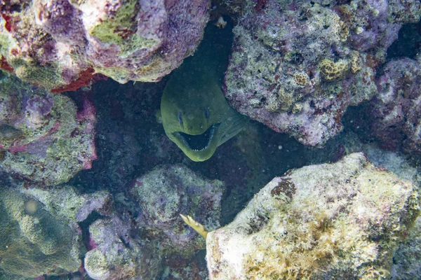 绿色的马里 Gymnothorax 是一个家庭 Muraenidae 的马里鳗鱼 发现在西大西洋从新泽西州 百慕大 和墨西哥湾北部到巴西 在深度下至40米 它的长度是 — 图库照片