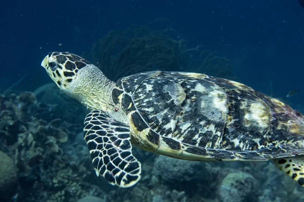 Hawksbill Sea Turtle Eretmochelys Imbricata Critically Endangered Sea Turtle Belonging — Stock Photo, Image