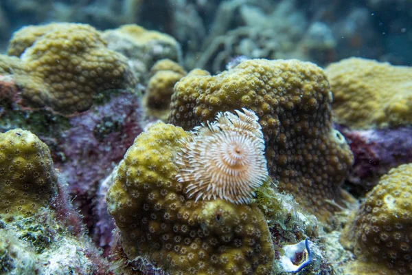 珊瑚息肉上的圣诞树蠕虫 — 图库照片
